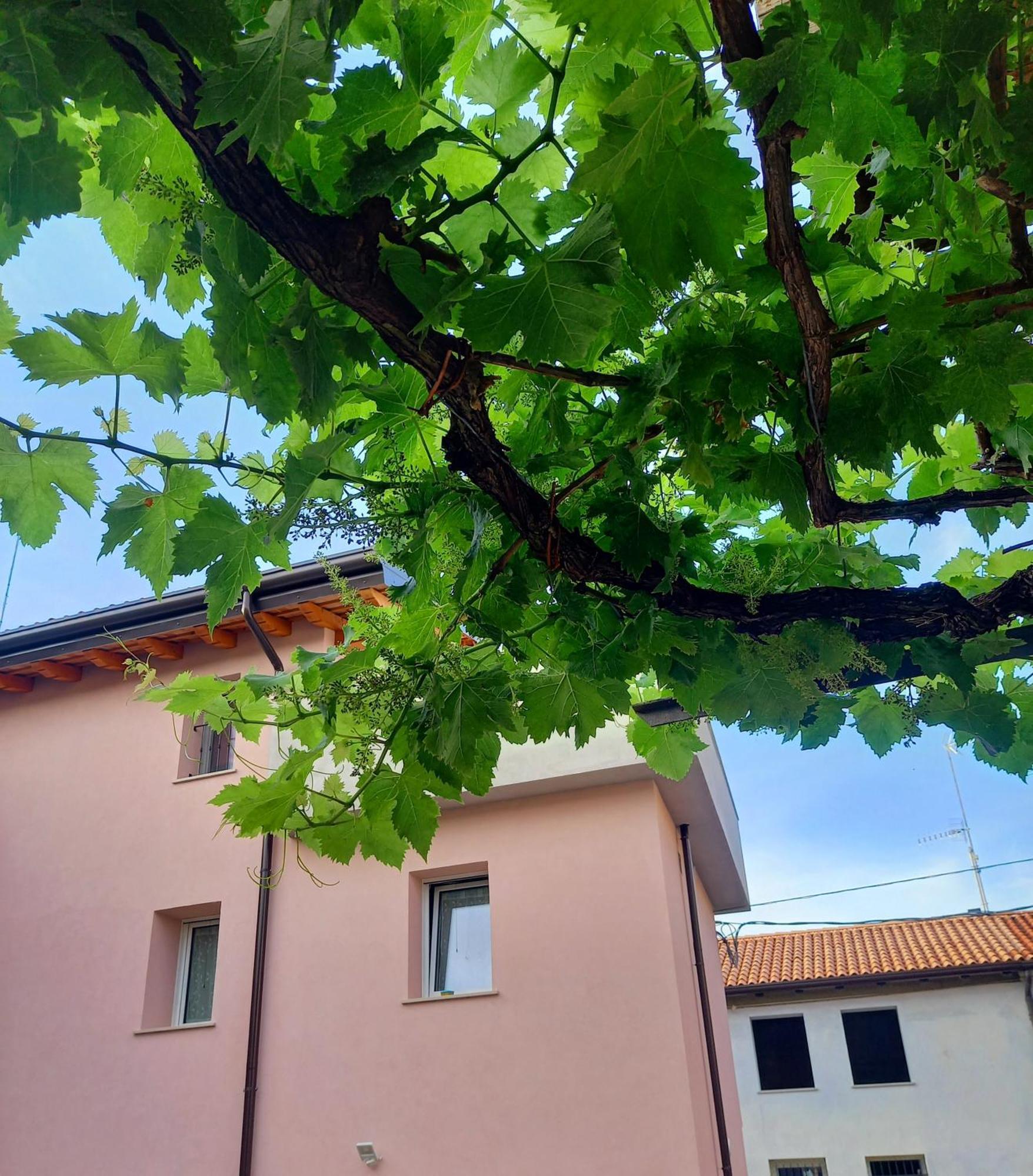 B&B La Dolce Vite Medea Exterior foto